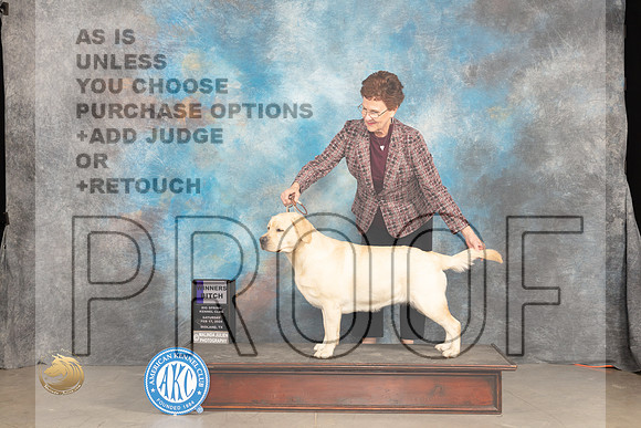 Labrador Retriever #6 Sun WB Judge Marilyn Pipes_JP_1727_MIDLAND2024_HR3