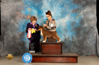 Miniature Americann Shepherd #15 Sunn PG1 Judge Donnelle Richards