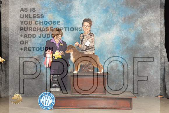 Miniature Americann Shepherd #15 Sunn PG1 Judge Donnelle Richards_JP_1747_MIDLAND2024_HR3