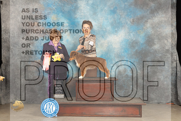 Miniature Americann Shepherd #15 Sunn PG1 Judge Donnelle Richards_JP_1748_MIDLAND2024_HR3