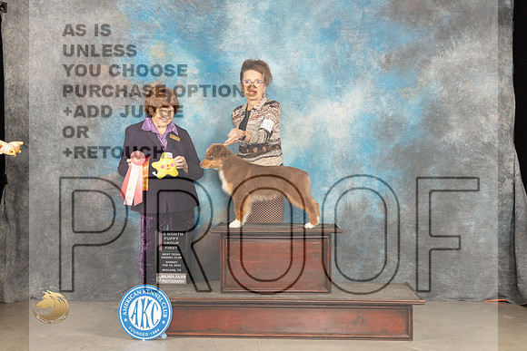 Miniature Americann Shepherd #15 Sunn PG1 Judge Donnelle Richards_JP_1750_MIDLAND2024_HR3