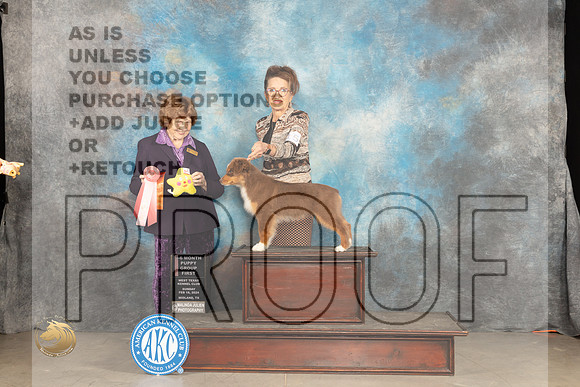 Miniature Americann Shepherd #15 Sunn PG1 Judge Donnelle Richards_JP_1751_MIDLAND2024_HR3
