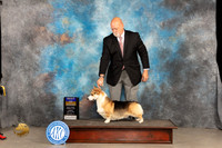 Pembroke Welsh Corgi #25 Sat BOB Judge Judy Brown