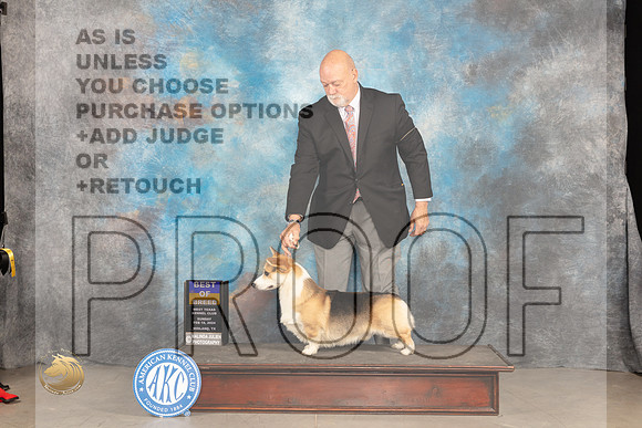 Pembroke Welsh Corgi #25 Sat BOB Judge Judy Brown_JP_1686_MIDLAND2024_HR3
