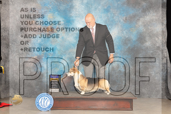 Pembroke Welsh Corgi #25 Sat BOB Judge Judy Brown_JP_1688_MIDLAND2024_HR3