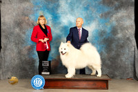 Samoyed #17 Sun SD Judge Gena Box-Young
