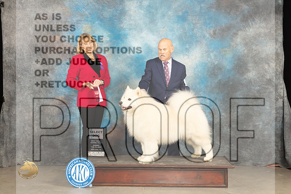 Samoyed #17 Sun SD Judge Gena Box-Young_JP_1789_MIDLAND2024_HR3