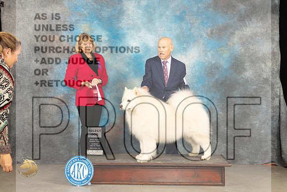 Samoyed #17 Sun SD Judge Gena Box-Young_JP_1790_MIDLAND2024_HR3