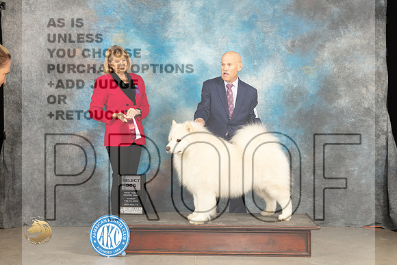 Samoyed #17 Sun SD Judge Gena Box-Young_JP_1791_MIDLAND2024_HR3