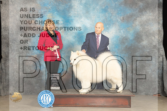 Samoyed #17 Sun SD Judge Gena Box-Young_JP_1792_MIDLAND2024_HR3
