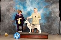 Siberian Husky #6 Sun BPIS Judge Donnelle Richards
