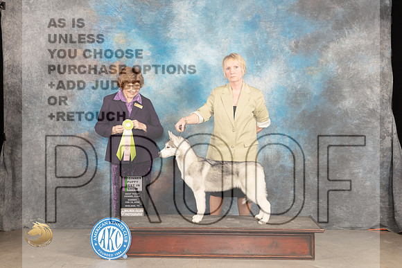 Siberian Husky #6 Sun BPIS Judge Donnelle Richards_JP_1741_MIDLAND2024_HR3