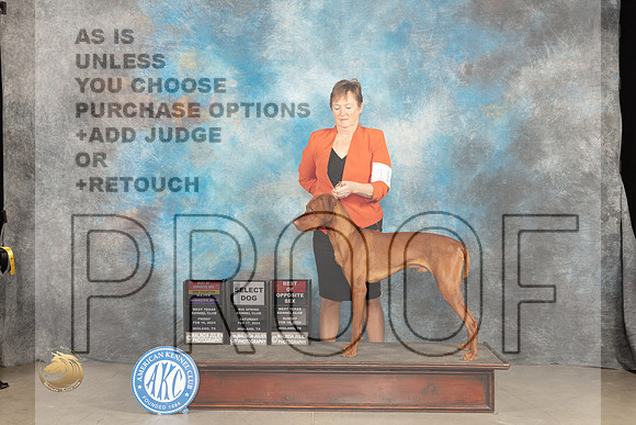 Vizsla #11 Fri WDBOS Sat S no Judge_JP_1679_MIDLAND2024_HR3