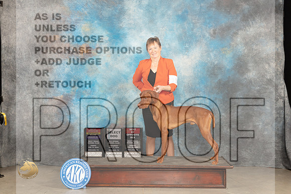 Vizsla #11 Fri WDBOS Sat S no Judge_JP_1684_MIDLAND2024_HR3