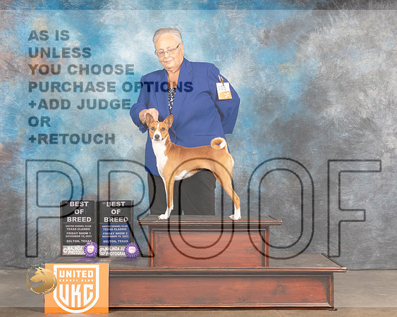 Basenji #105 Fri BOB Judge Stan Matsamoto_MMJ_4906_BeltonTxClassic2021-HR3