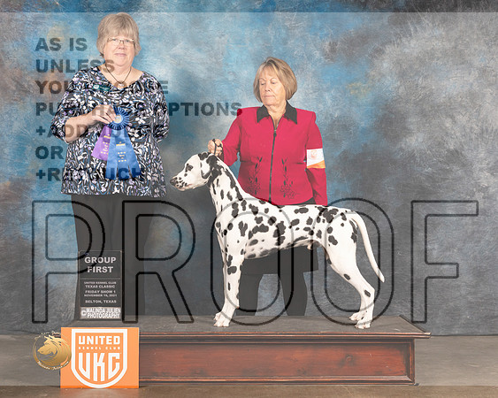 Dalmatian #107 Fri G1 Judge Pam Moore_MMJ_4893_BeltonTxClassic2021-HR3