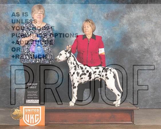 Dalmatian #107 Fri G1 Judge Pam Moore_MMJ_4895_BeltonTxClassic2021-HR3