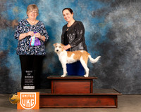 Kromfohrlander #222 Fri BOB Judge Pam Moore