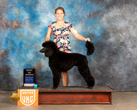 Poodle Std #282 Fri BOW Judge Kevin Izard Carroll