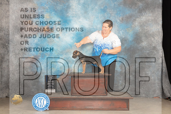 Border Terrier #15 Sun WDBOWM Judge Gloria Kerr_JP_1886_MIDLAND2024_HR3