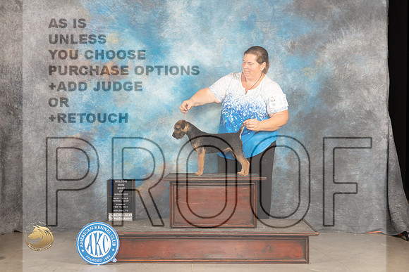 Border Terrier #15 Sun WDBOWM Judge Gloria Kerr_JP_1889_MIDLAND2024_HR3