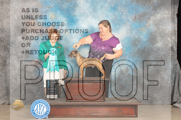 Border Terrier #9 Sat OHBIS Judge Donnelle Richards_JP_1636_MIDLAND2024_HR3