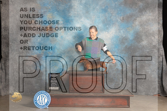 Dachshund Smooth #? WBM Judge Carolyn Herbel_JP_1818_MIDLAND2024_HR3