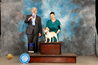 French Bulldog #15 Sun BOWWD Judge Dale Martensen