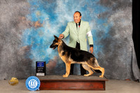 German Shepherd Dog #5 Sat WDBOW Judge Gloria Kerr