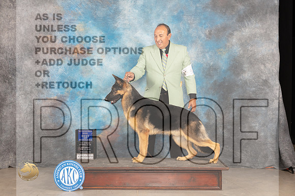 German Shepherd Dog #5 Sat WDBOW Judge Gloria Kerr_JP_1876_MIDLAND2024_HR3