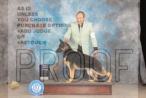 German Shepherd Dog #6 Fri WB Judge Carolyn Herbel_JP_1892_MIDLAND2024_HR3
