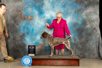 German Shorthaired Poinnter #6 Sat BIS Judge Gloria Kerr r