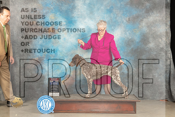 German Shorthaired Poinnter #6 Sat BIS Judge Gloria Kerr r_JP_1847_MIDLAND2024_HR3