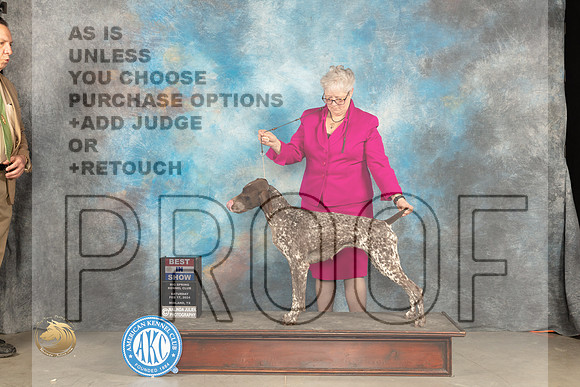 German Shorthaired Poinnter #6 Sat BIS Judge Gloria Kerr r_JP_1849_MIDLAND2024_HR3