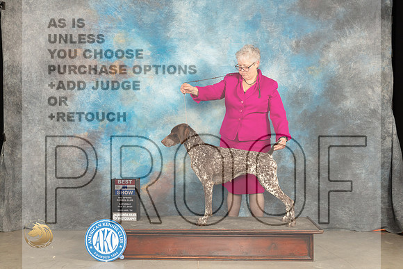 German Shorthaired Poinnter #6 Sat BIS Judge Gloria Kerr r_JP_1853_MIDLAND2024_HR3