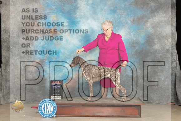 German Shorthaired Poinnter #6 Sat BIS Judge Gloria Kerr r_JP_1856_MIDLAND2024_HR3