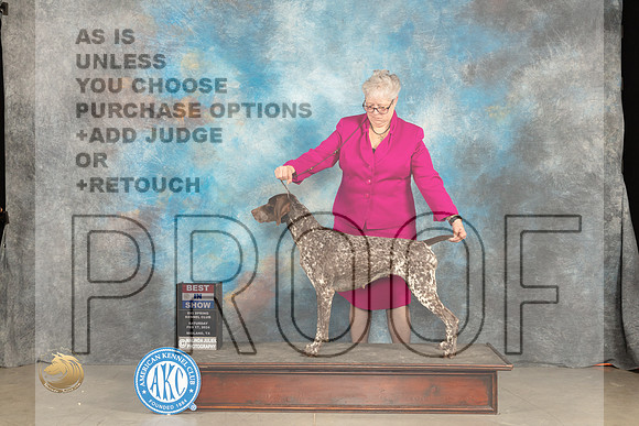 German Shorthaired Poinnter #6 Sat BIS Judge Gloria Kerr r_JP_1862_MIDLAND2024_HR3