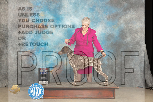 German Shorthaired Poinnter #6 Sat BIS Judge Gloria Kerr r_JP_1863_MIDLAND2024_HR3