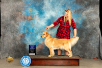 Golden Retriever #14 Sun BOW Judge Del Richards