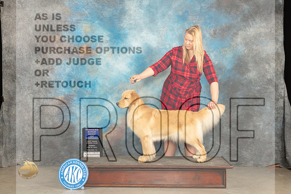Golden Retriever #14 Sun BOW Judge Del Richards_JP_1807_MIDLAND2024_HR3