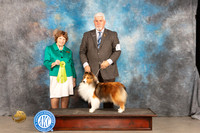 Shetland Sheepdog #22 Sat OHRBIS Judge Donnelle Richards