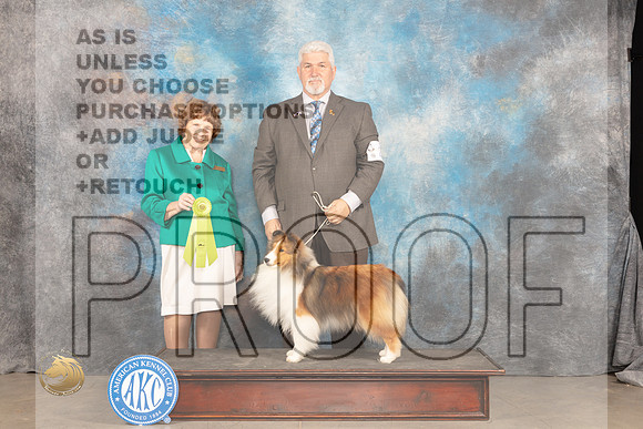 Shetland Sheepdog #22 Sat OHRBIS Judge Donnelle Richards_JP_1627_MIDLAND2024_HR3