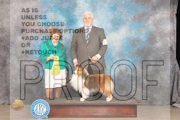 Shetland Sheepdog #22 Sat OHRBIS Judge Donnelle Richards_JP_1629_MIDLAND2024_HR3
