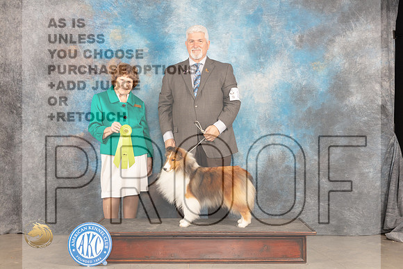 Shetland Sheepdog #22 Sat OHRBIS Judge Donnelle Richards_JP_1630_MIDLAND2024_HR3