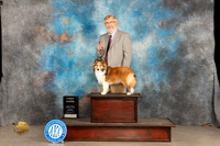 Shetland Sheepdog #5 Sun 1st Judge Judy Brown