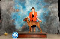 Vizsla #11 Fri WDBOSMM Sat r