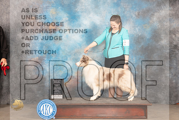 Border Collie #11 Sunn WDBOWM JUdge Judy Brown_JP_1928_MIDLAND2024_HR3