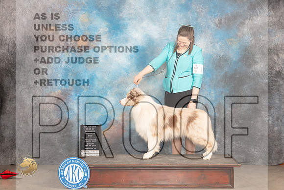 Border Collie #11 Sunn WDBOWM JUdge Judy Brown_JP_1927_MIDLAND2024_HR3