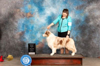 Border Collie #11 Sunn WDBOWM JUdge Judy Brown