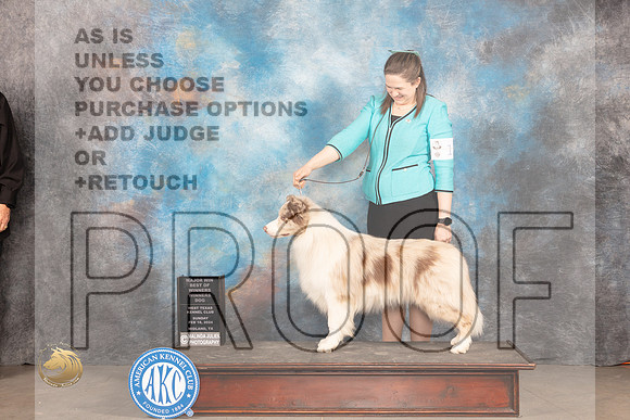 Border Collie #11 Sunn WDBOWM JUdge Judy Brown_JP_1933_MIDLAND2024_HR3